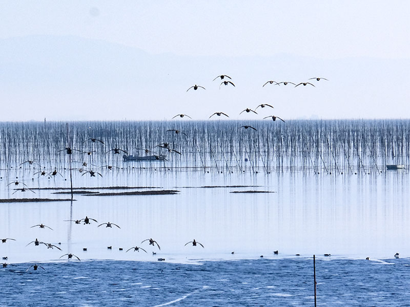 夜間のカモ・ゴミ対策
